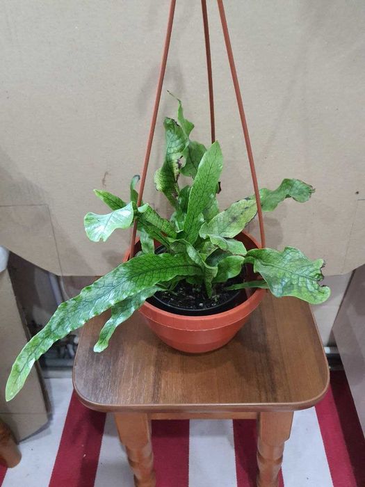 Аглаонемы  асплениум микросорум Крокодил Давалья