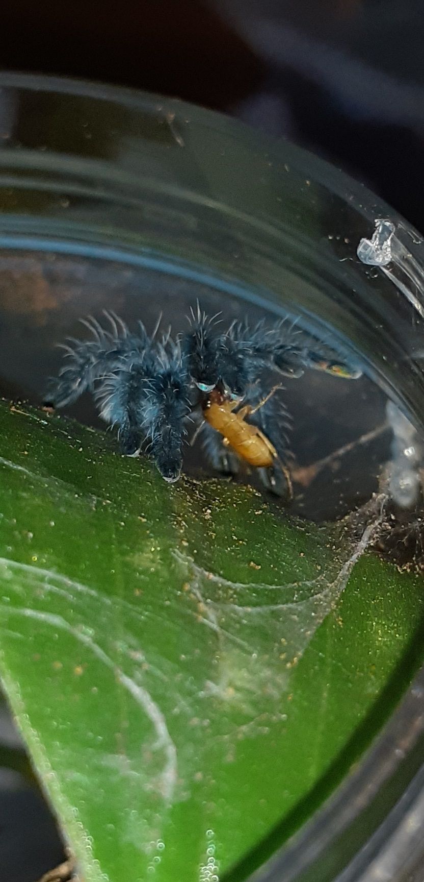 Caribena versicolor L2 + pojemnik + karaczany