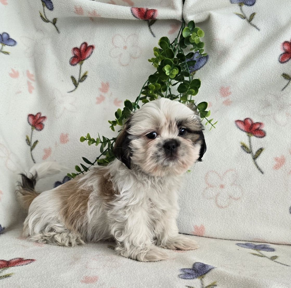 Estupendo Shih tzu/Shitzu, muita Qualidade