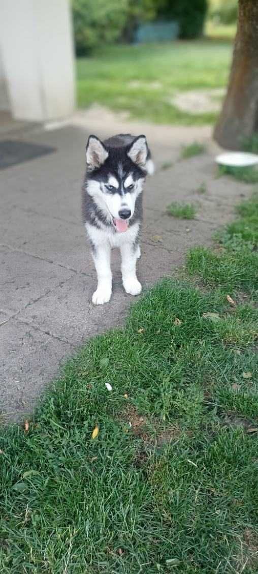 Husky niebieskooki piesek