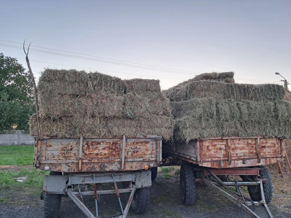 Siano w kostkach 2025