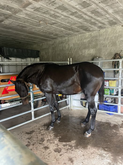 Egua montada super docil