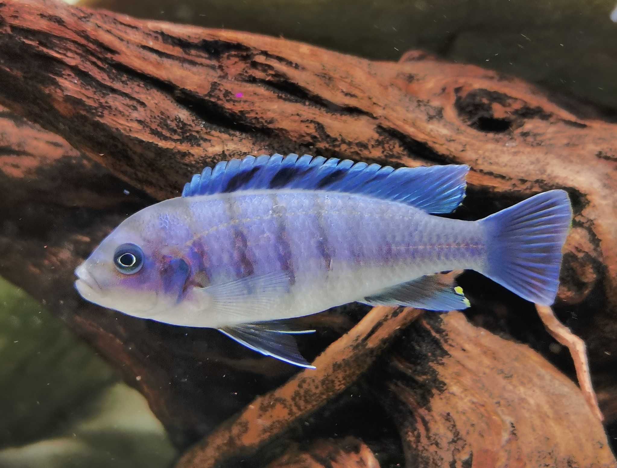 Pyszczak Cynotilapia Hara Galireya Reef- młode 4-7 cm, własna hodowla