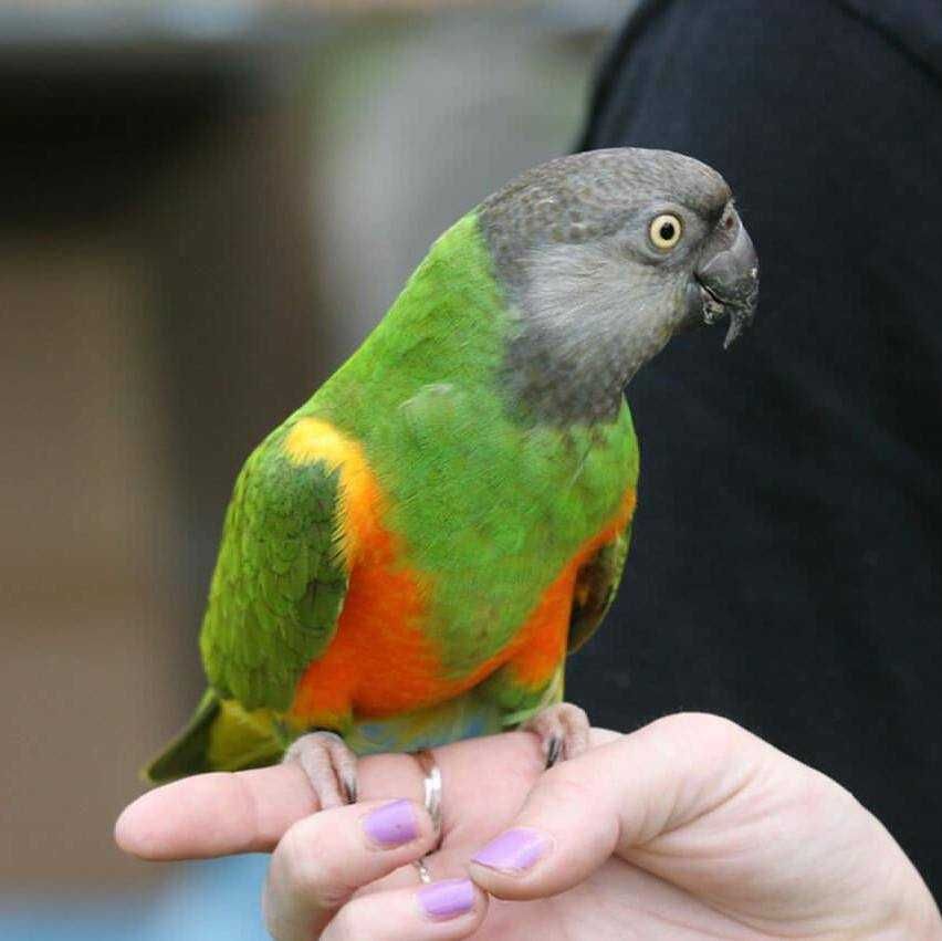 Сенегальский попугаи птенцы - рай для вашего дома