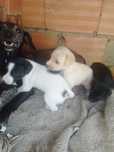 Cachorrinhos muito meigos para adoção