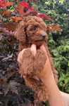 Samiec pudel toy/miniatura Red - badania genetyczne