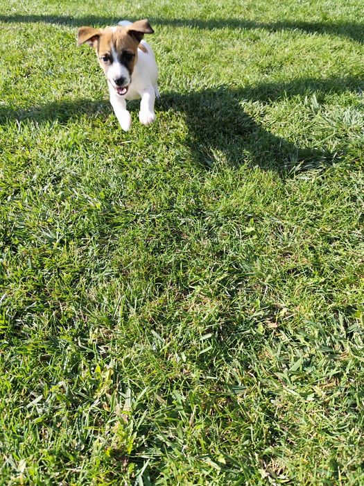 Śliczna sunia Jack Russell gładkowłosa