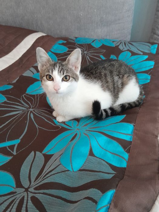 Oddam kotkę w dobre ręce