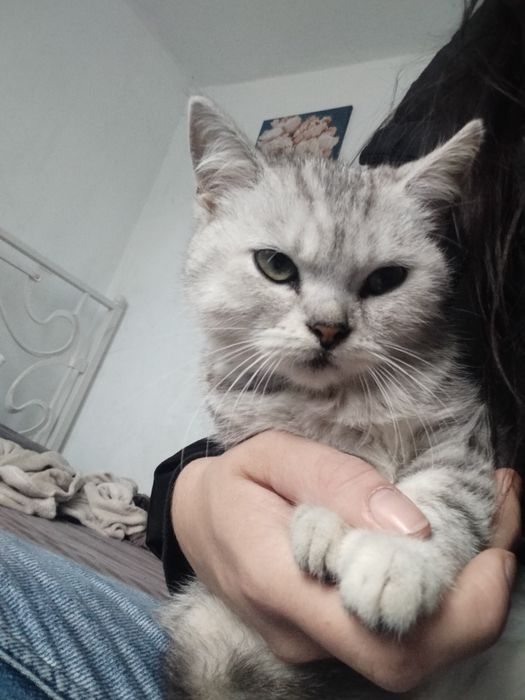 Відам кота в добрі руки напів породистий