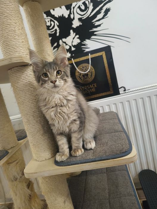 Piękny*Malibu*Maine Coon Rodowód Chip