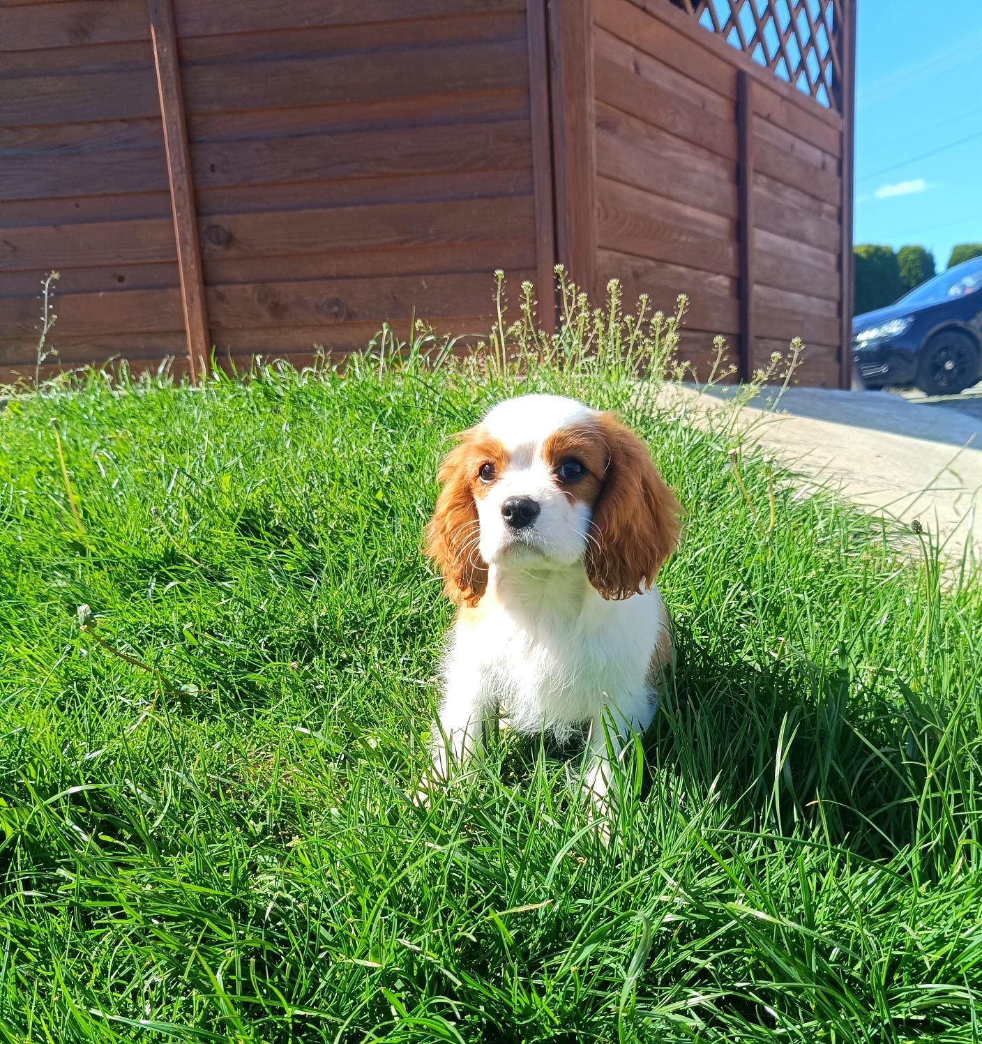 Cavalier King Charles spaniel ZKwP FCI szczenię