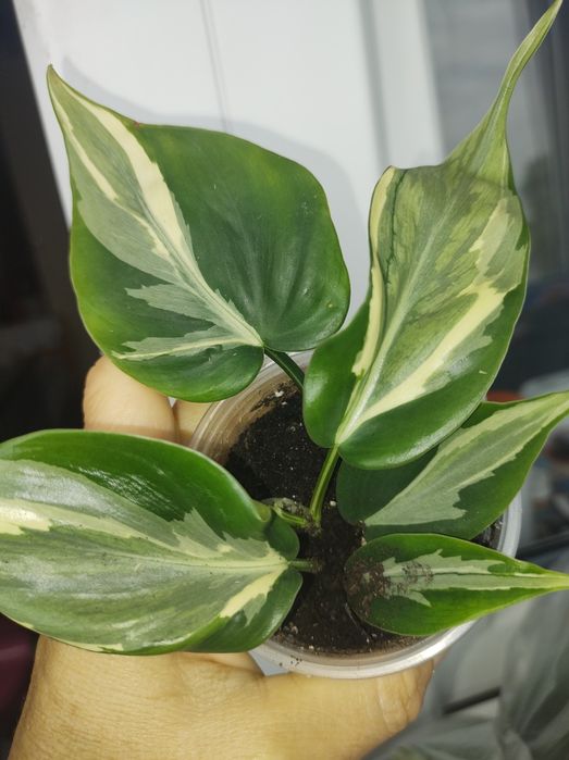 Філодендрон хедерацеум ріо сіам санрайз сканденс єлов