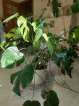 Monstera duża 120 cm