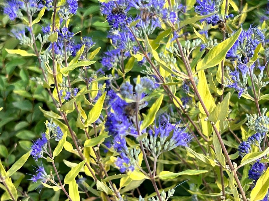 Barbula klandońska 'Worcester Gold' (Caryopteris) Doniczka 2L