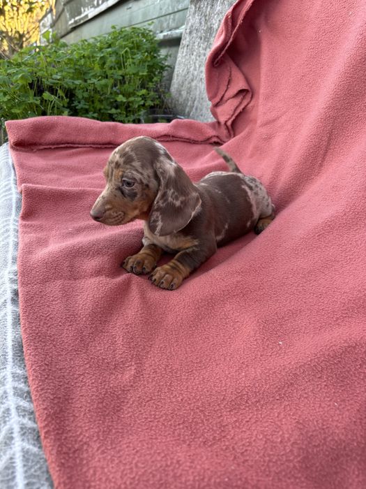 Teckel macho miniatura