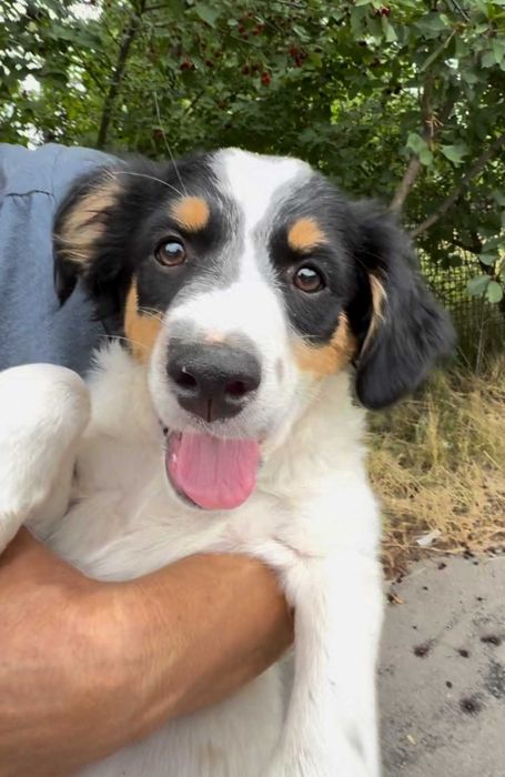 Цуценята, кошенята