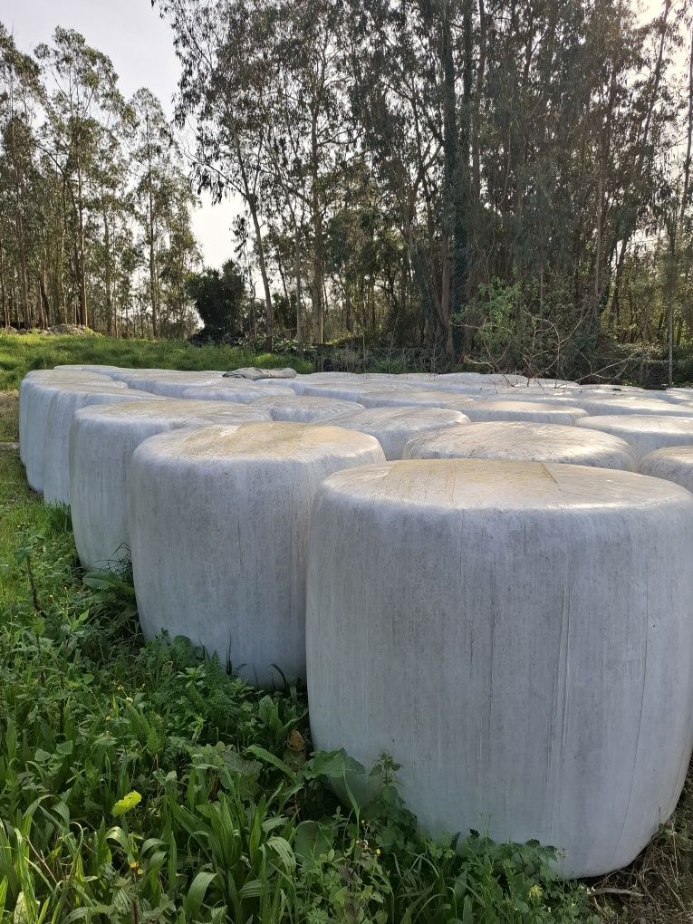 Rolos de azevém e aveia