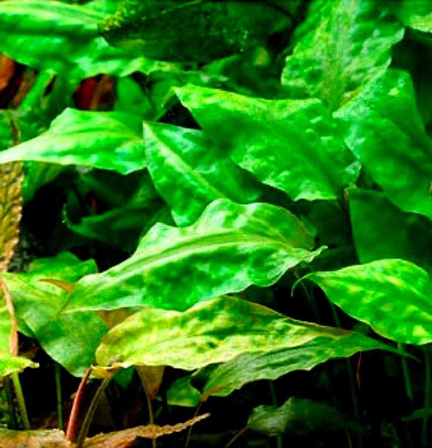 Cryptocoryne pontederiifolia - vs. Kryptokoryna sercolistna.