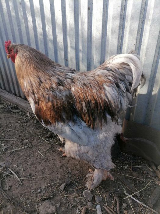 Продам півней породи кохінхін