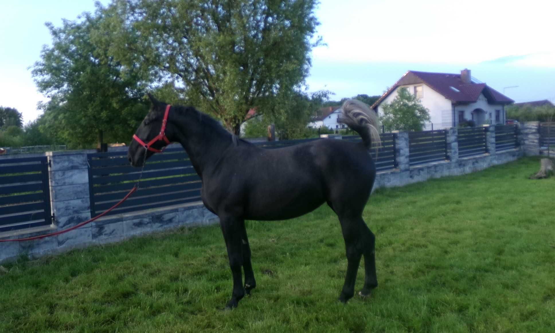 Sprzedam Siwą klacz Śląską