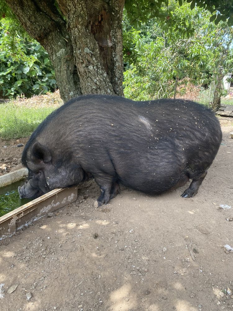 Vendo 2 porcas Vietnamitas