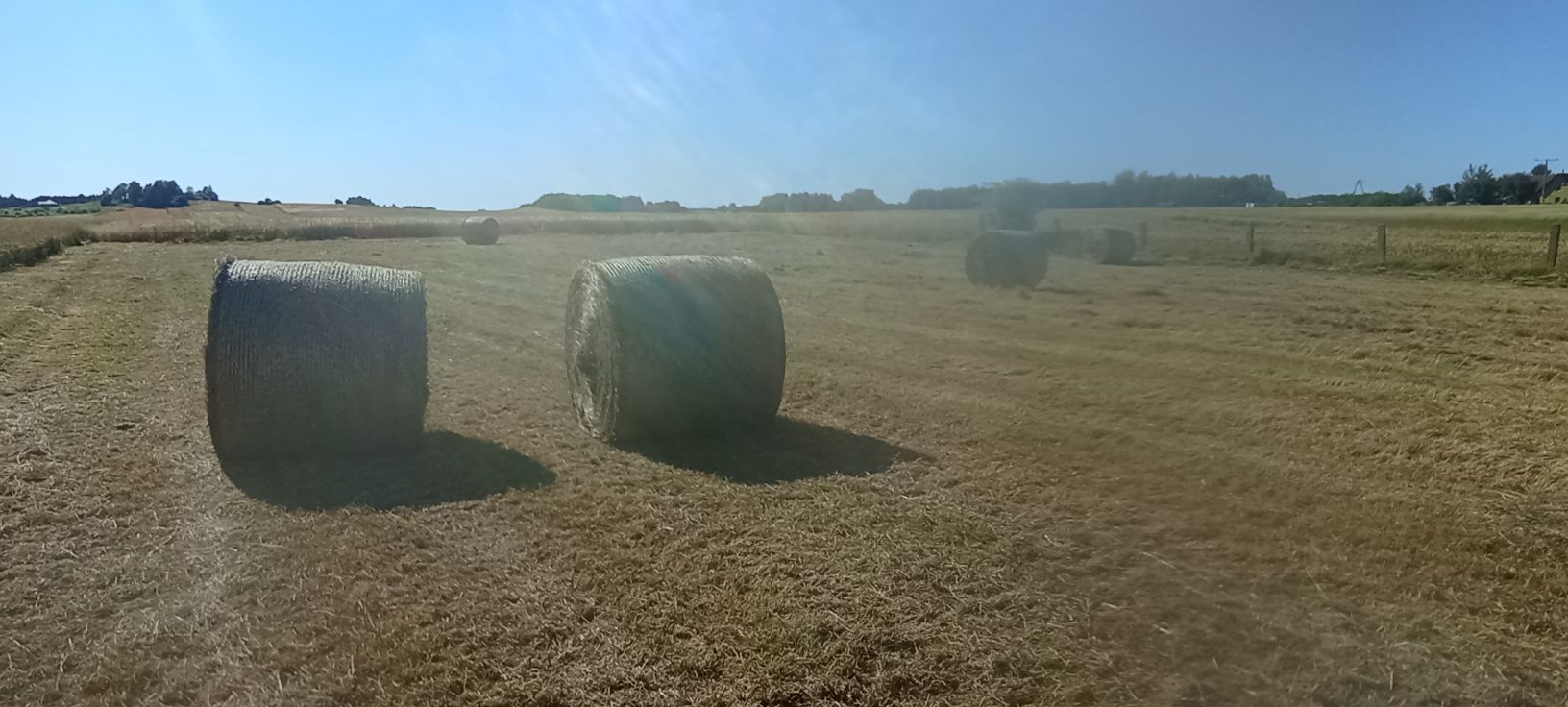Siano balot 120x120  zbiór 2025 pierwszy pokos