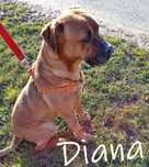 Oddam pilnie pieska