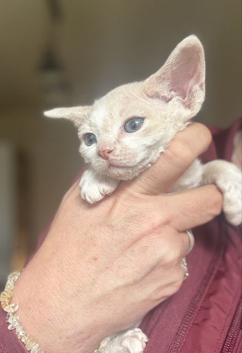 Chłopiec Devon Rex FPL