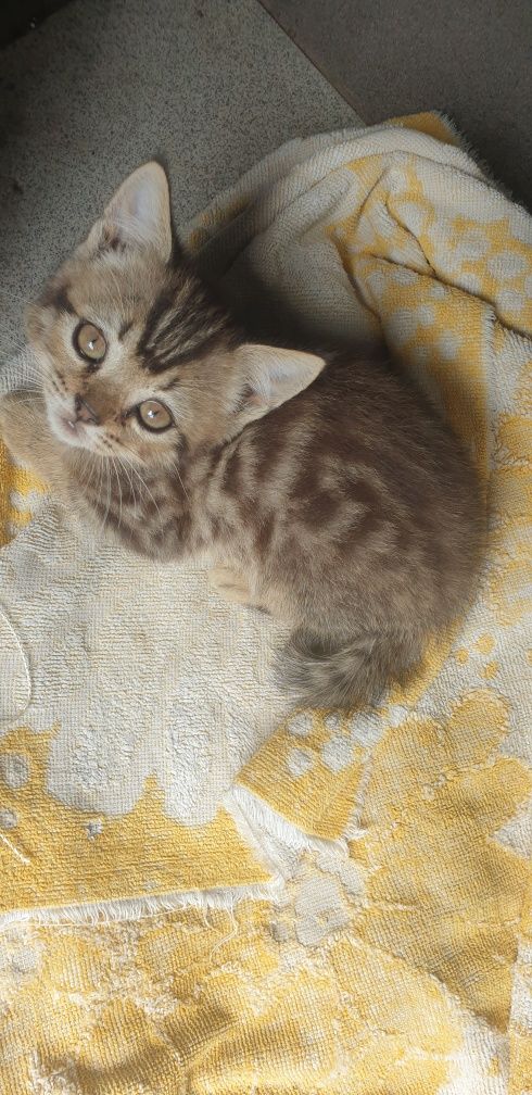Шотландське кошеня