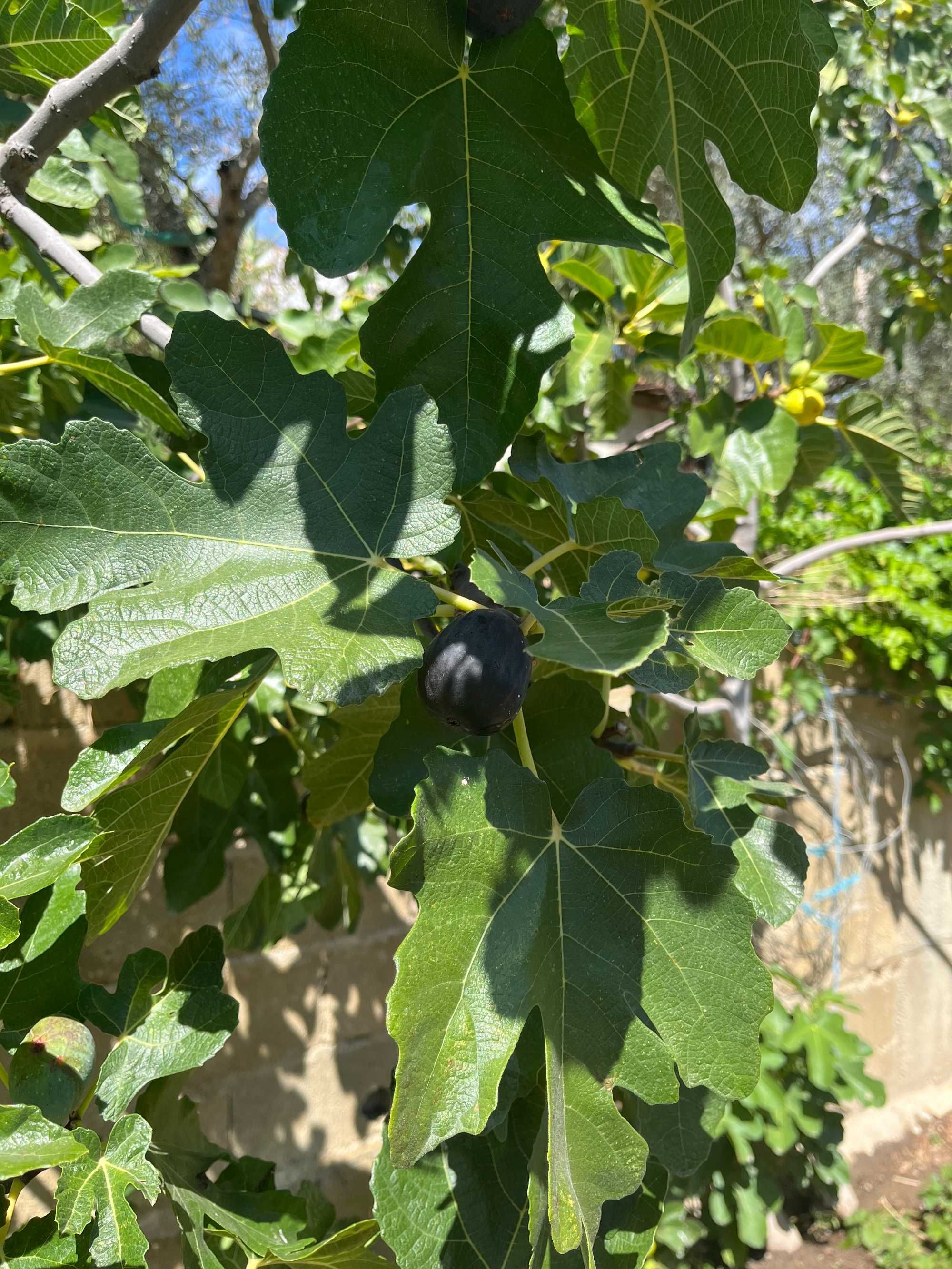 Figueiras/Abebreiras em vaso