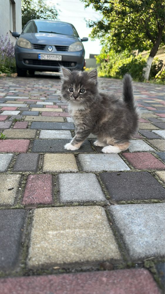 Котики в добрі руки