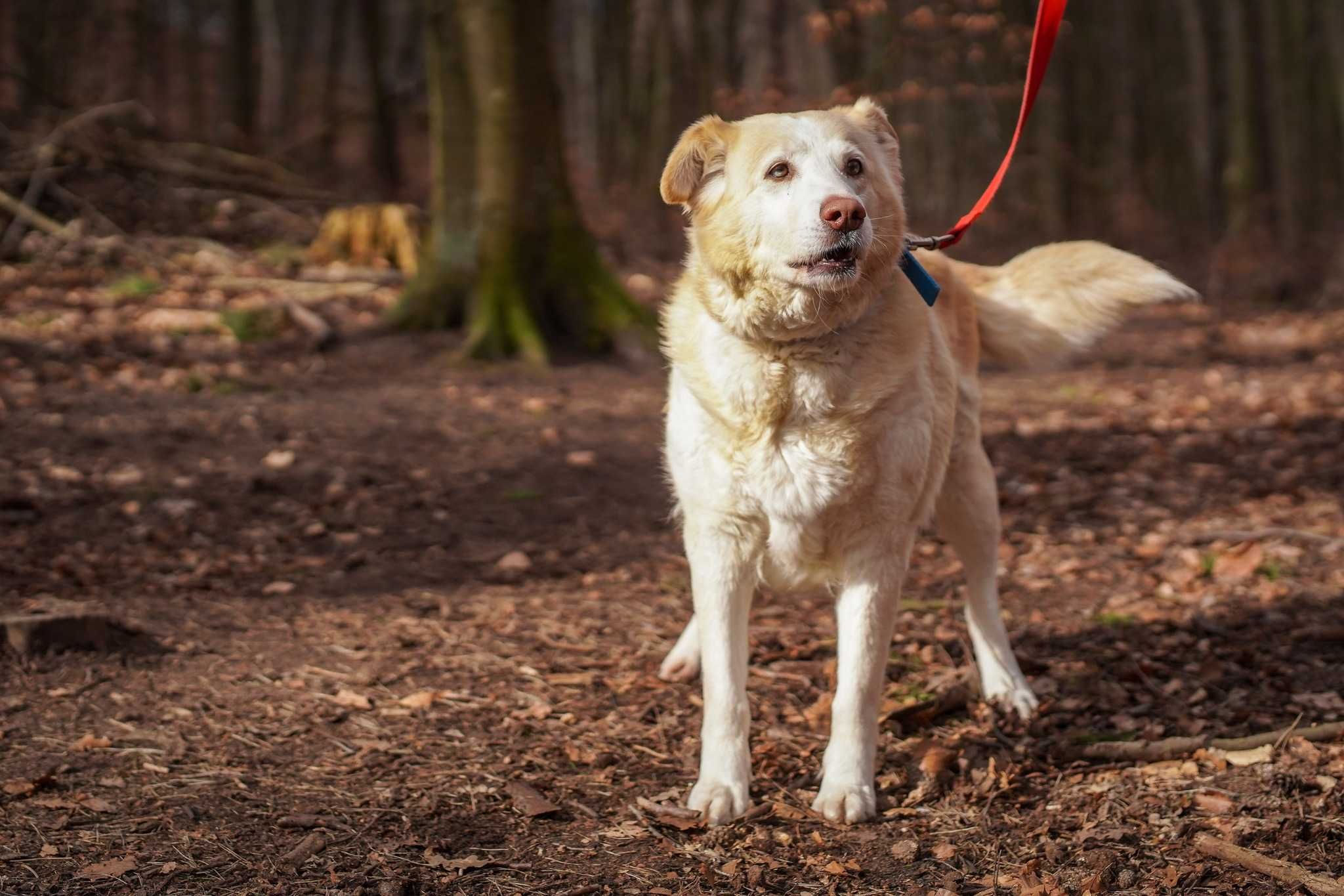 Spokojna Kaja szuka domu! OTOZ Animals Schronisko Ciapkowo w Gdyni