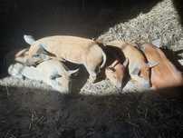 Prosięta Mangalica