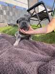 Buldog francuski BLUE TAN piesek Fluffy