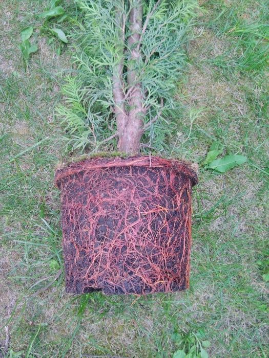 Thuja Smaragd 150 - 170 cm w Donicy max przyjec Z PODLASIA DOWOZIMY