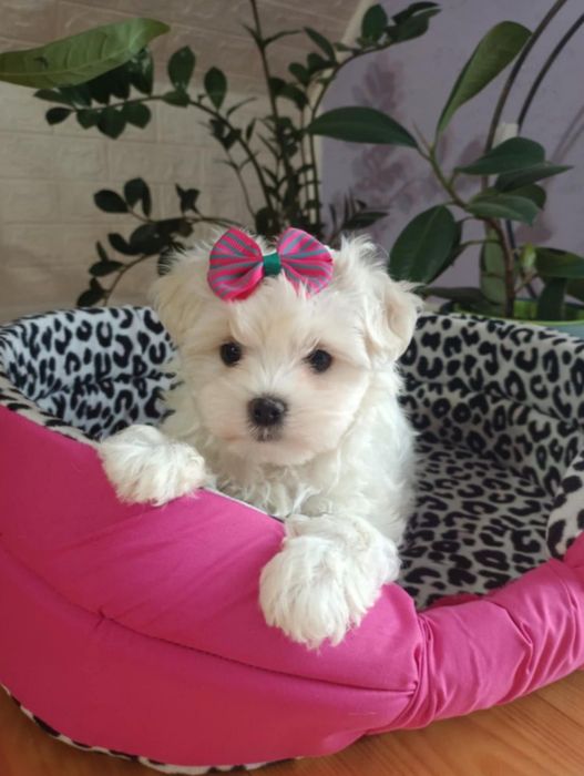 Maltańczyk śliczna suczka