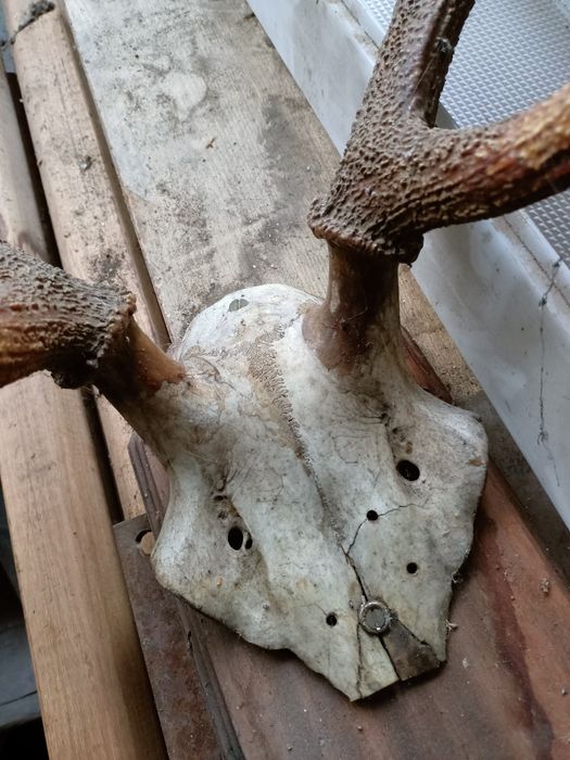 Poroże na desce poroża