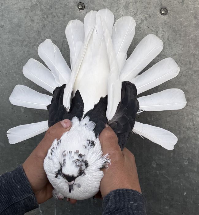 Sprzedam orliki szariki