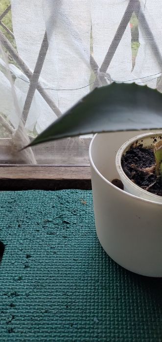 Агава,, бегония, алое разных видов