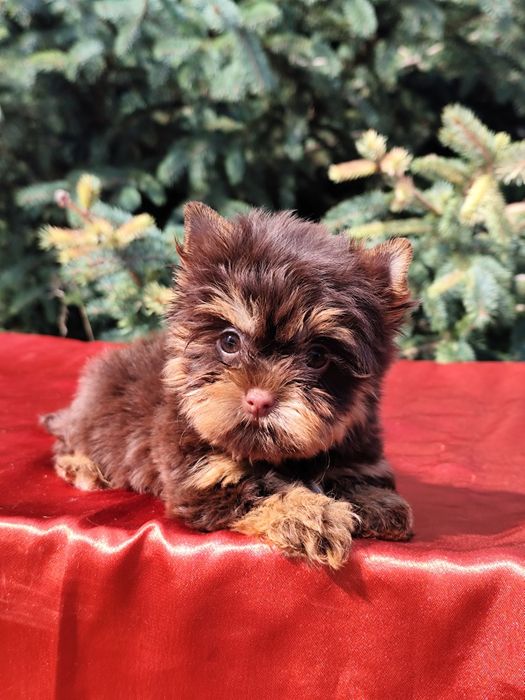 Дівчинка міні Йорк шоколадно-підпала