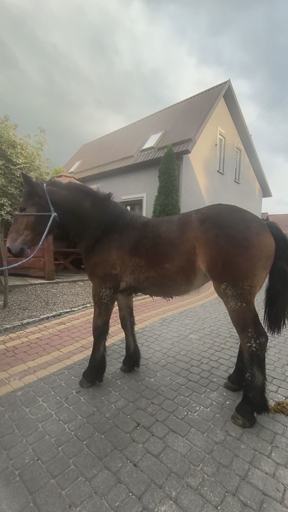 Sprzedam klacz do dalszego chowu