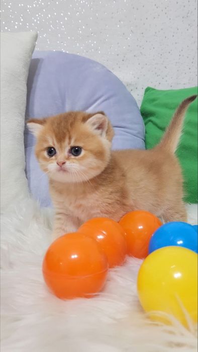 Малюки Шотландці золота шиншила 2 місяці