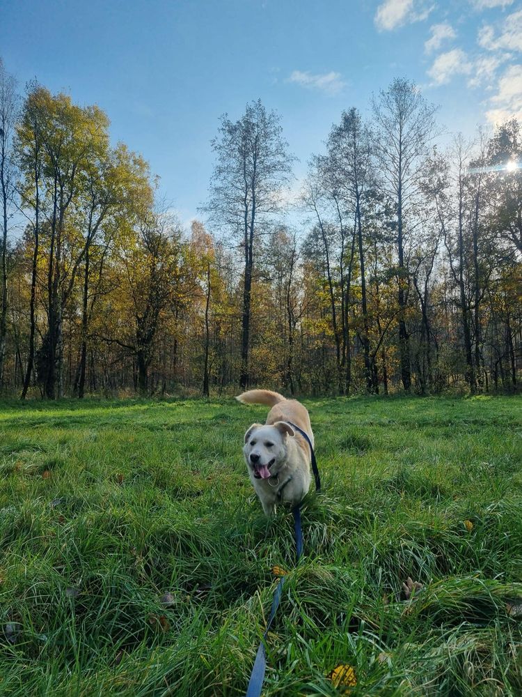 Koral(owy) psiak szuka domu ADOPCJA