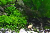 Vendo plantas para aquario