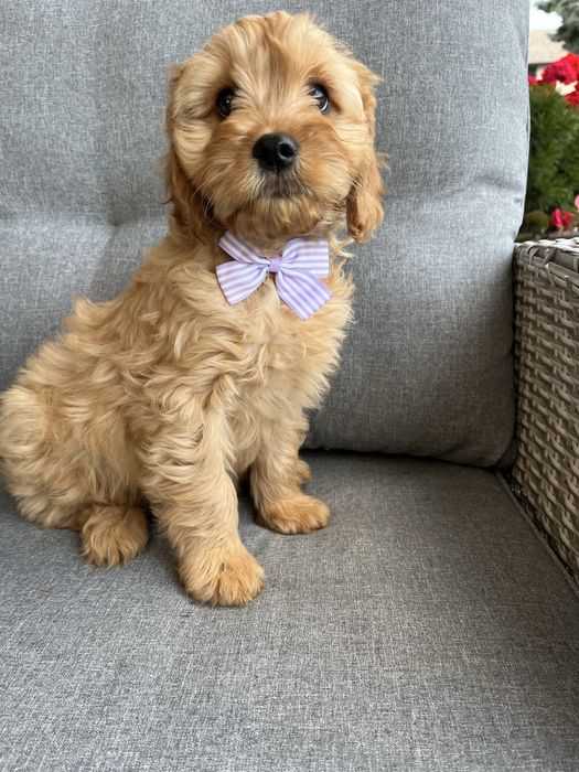 Piesek cavapoo do odbioru