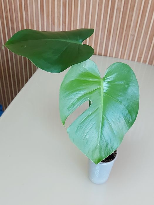 Монстера  делікатесна