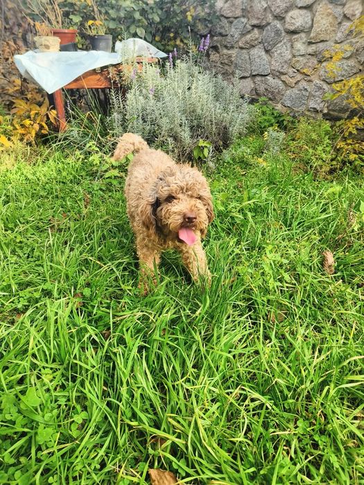 Кобель шоколадний мерле 2 роки в'яжучий з документами