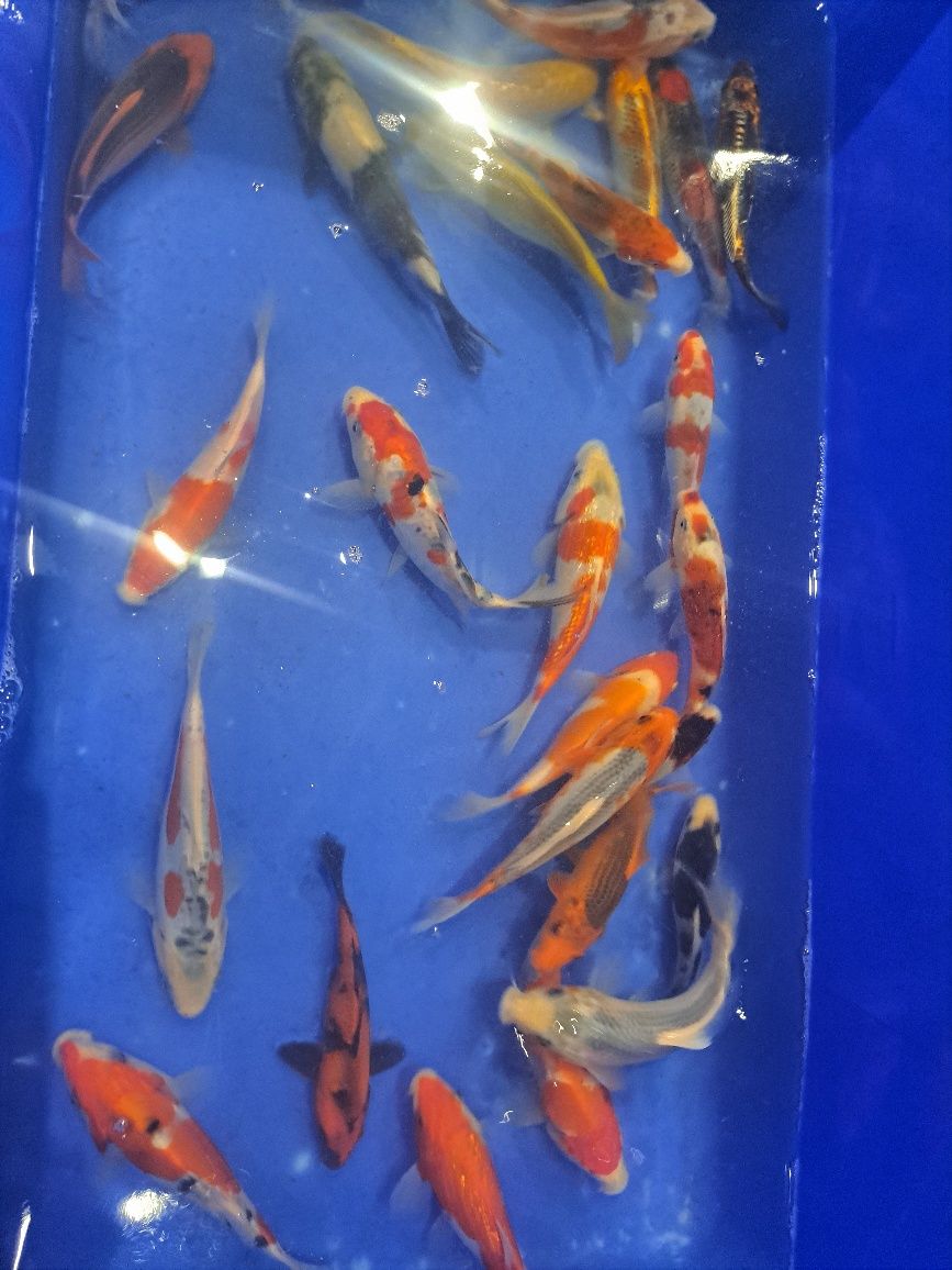 Japonski karp koi