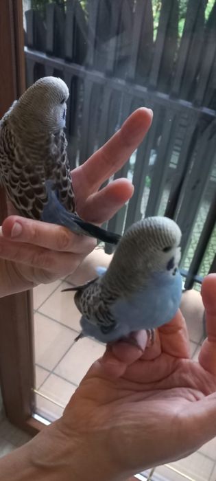 Młode Niebieskie Faliste