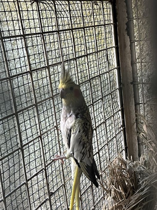 Vendo esta caturra ou troco por algo do meu interese